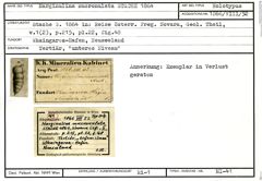 Karteikarte zum Holotyp von Marginulina mucronulata Stache, 1864